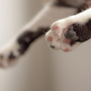 animal-cat-cute-909916.jpg animal-cat-cute-909916.jpg